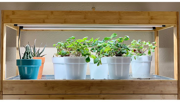 5 Indoor Plants Best For Your Home Indoor Growing
