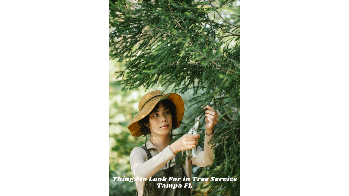 Things to Look For in Tree Service Tampa FL