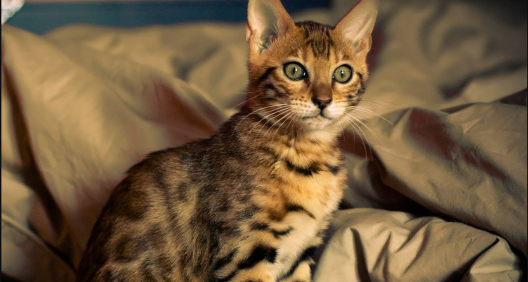 What Are The Different Facts About Bengal Kittens For Sale Near Me?