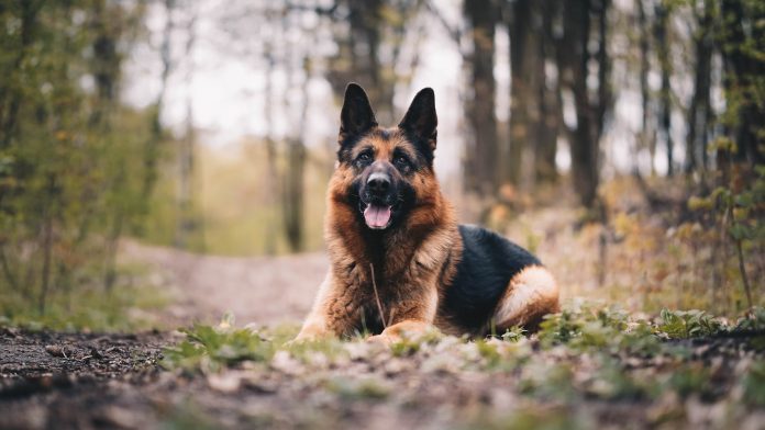 How can you tell if German shepherd is purebred?